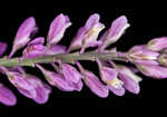 Swamp milkwort